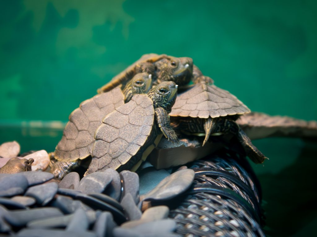 Baby Turtles exhibit