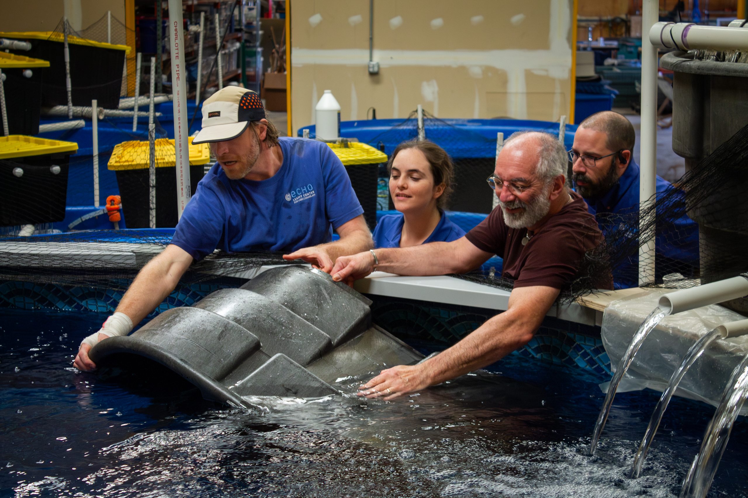 ECHO Staff smile as they carefully lower a horse trough into an above-ground pool, releasing a Lake Sturgeon into its new temporary home. 