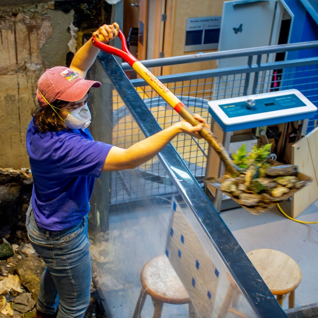 ECHO Animal Care Specialist Rachael shovels rocks out of the museum's lower river tank. Rachael is wearing a construction dust mask.