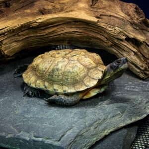 Image of a Wood Turtle resting on a basking rock